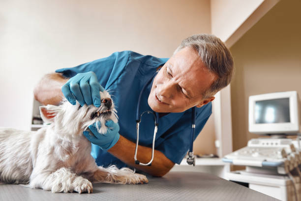 Best Broken or Chipped Tooth Repair in Eufaula, AL
